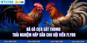 Đá Gà Cựa Sắt Thomo | Trải Nghiệm Hấp Dẫn Cho Hội Viên FLY88